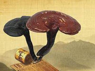 靈芝與哪種中藥搭配治療效果最好