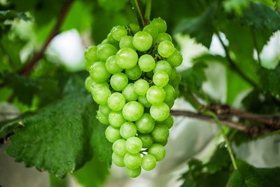 不同種類葡萄的挑選釀酒應該用哪種葡萄