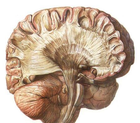 小腦的相關知識小腦控制身體的哪些方面