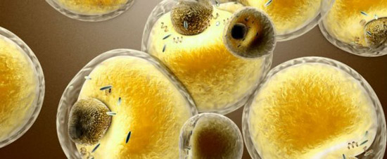 脂肪的具體燃燒過程是什么樣子的