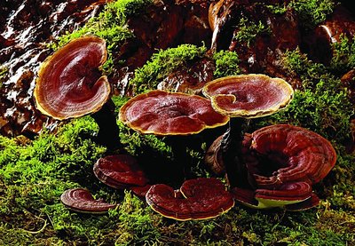 靈芝的用法以及靈芝入藥時(shí)的用量