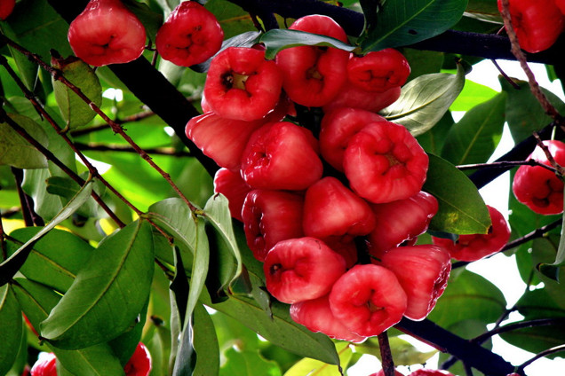 蓮霧是什么蓮霧的營養價值體現在哪