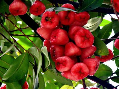 蓮霧是什么蓮霧的營養價值體現在哪