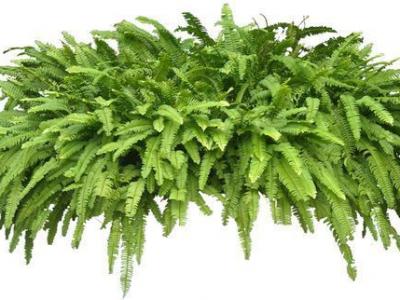 新裝修的房子如何去除空氣中的甲醇