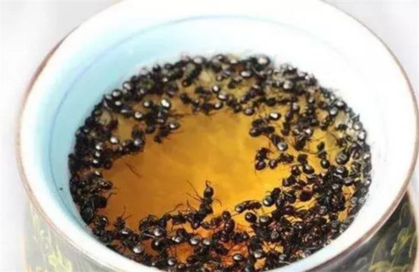 黑螞蟻泡酒的方法以及存在的注意事項(xiàng)