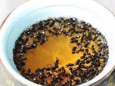 黑螞蟻泡酒的方法以及存在的注意事項