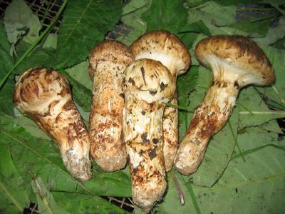 松茸的營(yíng)養(yǎng)功效以及松茸的吃法大全