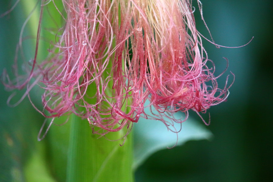 玉米須的攝入方法以及玉米須對身體的危害