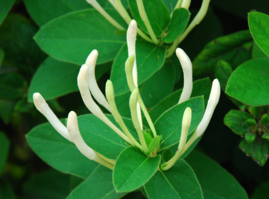 金銀花不能和哪些食物一起吃會相克-易網(wǎng)健康<a href=http://www.gyfww.com/jkys/ target=_blank class=infotextkey>養(yǎng)生</a>網(wǎng) 金銀花不能和哪些食物一起吃會相克