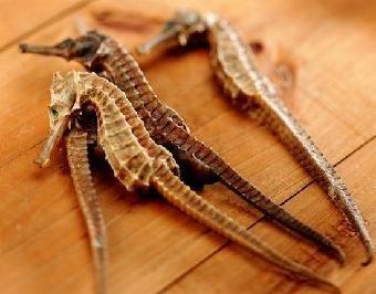 海馬做為中藥有哪些功效和服用禁忌