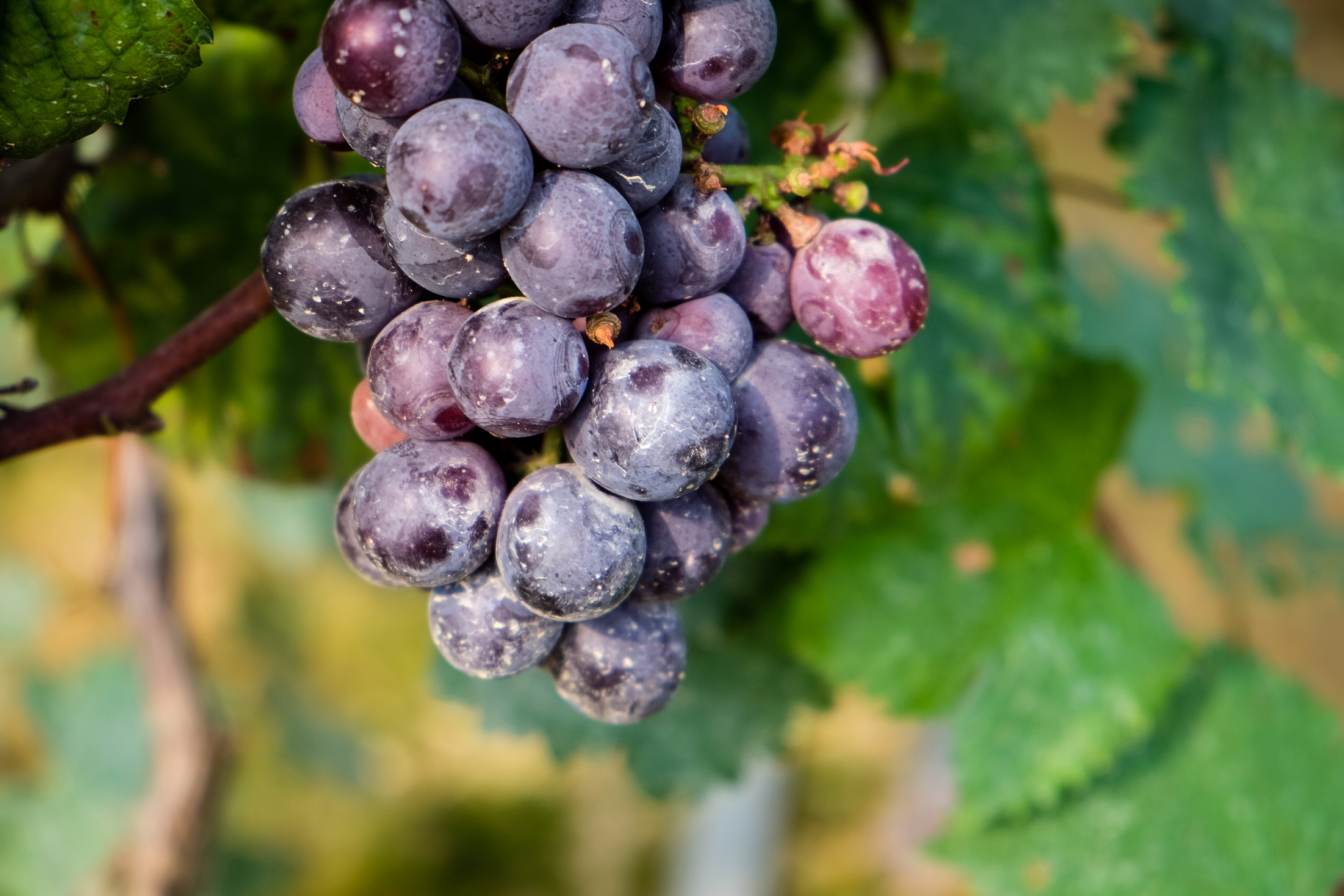 葡萄皮和葡萄籽中的花青素抗衰老效果