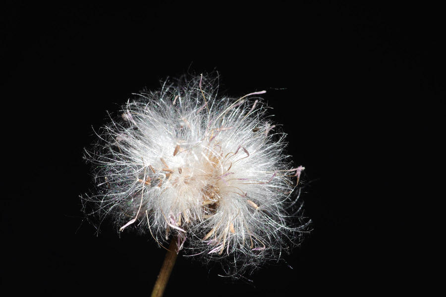 蒲公英有哪些鮮為人知的藥用價(jià)值-易網(wǎng)健康<a href=http://www.gyfww.com/jkys/ target=_blank class=infotextkey>養(yǎng)生</a>網(wǎng) 蒲公英有哪些鮮為人知的藥用價(jià)值