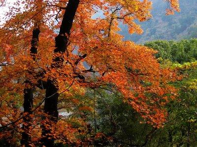 楓樹(shù)上面的楓樹(shù)果子有哪些藥用價(jià)值