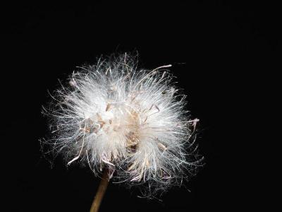 蒲公英有哪些鮮為人知的藥用價值