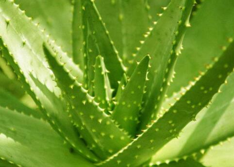 自己種的蘆薈植物可以直接用來擦臉嗎