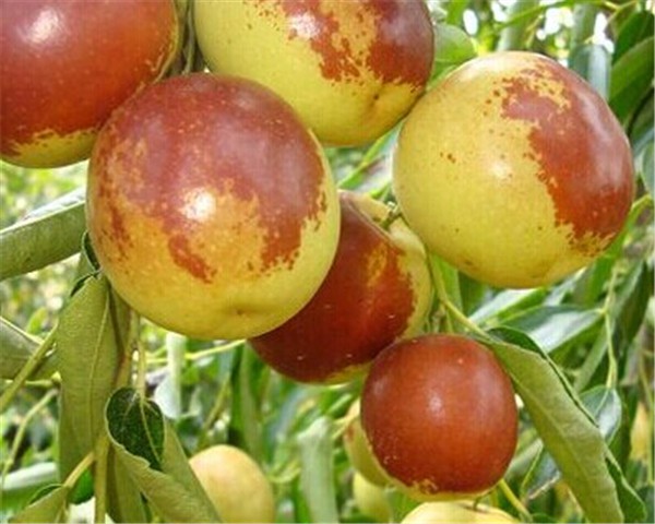 到了秋季冬棗的營養(yǎng)以及如何儲存