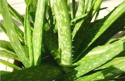 蘆薈可以直接食用嗎榨汁喝營養效果如何