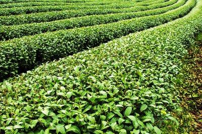 哪些茶葉對于肝臟的養肝護肝效果最好