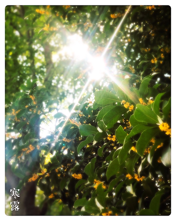 寒露：香酥炸藕餅，寥寥天宇空