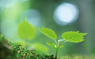 哪些植物適合放在房間里對人體比較好