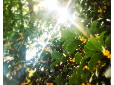 寒露：香酥炸藕餅，寥寥天宇空