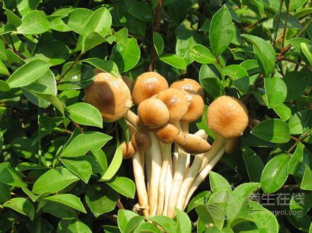 茶樹菇排骨湯的做法 茶樹菇的營養(yǎng)價值