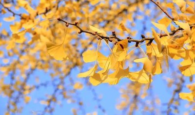 秋季到了多吃這五種食物養生效果更好