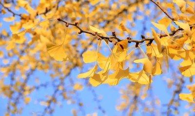 秋季到了多吃這五種食物養生效果更好