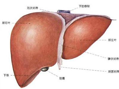 這兩種蔬菜能幫我們把肝臟清洗的很干凈