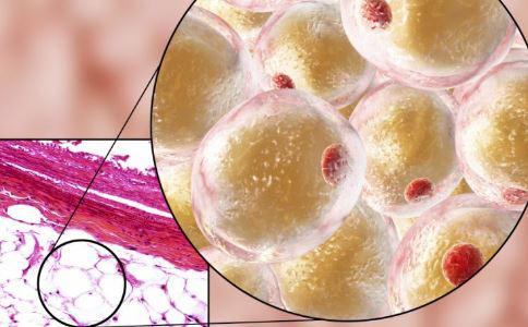 各種不同肉類的脂肪含量存在哪些差別