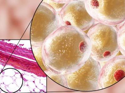 各種不同肉類(lèi)的脂肪含量存在哪些差別