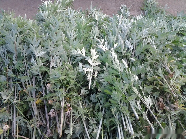 長時間聞艾草的味道對身體健康有害嗎