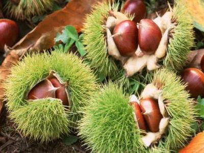 秋季到了吃板栗雖然好處多但要注意這四點