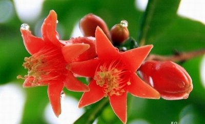 石榴花泡水的功效以及石榴花泡水禁忌