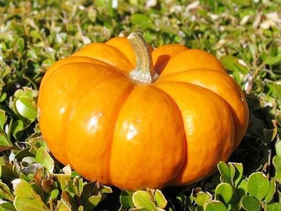 秋季吃南瓜不建議采用這兩種吃法-易網健康<a href=http://www.gyfww.com/jkys/ target=_blank class=infotextkey>養生</a>網 秋季吃南瓜不建議采用這兩種吃法