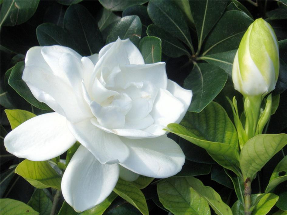 桅子花和梔子花茶具有的功效與作用