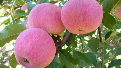 多吃蘋果能不能起到排結(jié)石的效果