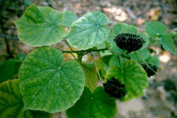 可以消炎的中草藥常見種類有哪些 -易網健康<a href=http://www.gyfww.com/jkys/ target=_blank class=infotextkey>養生</a>網 可以消炎的中草藥常見種類有哪些