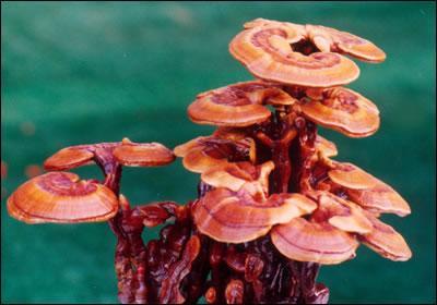 靈芝的藥用價值以及靈芝怎么泡水喝