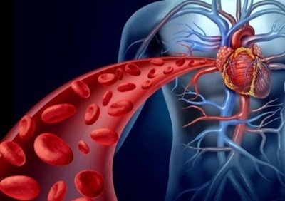 甲狀腺素的正常值是多少甲狀腺素的影響