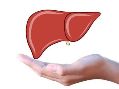 這四種食物平時多吃飲食養(yǎng)肝不再難