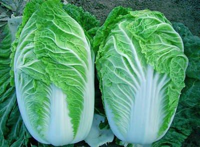 大白菜上長了很多的小黑點會不會影響食用