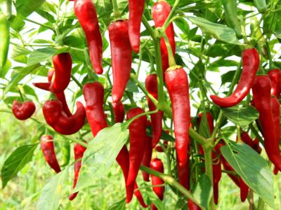 這四種食物或許能關閉癌細胞一定要吃