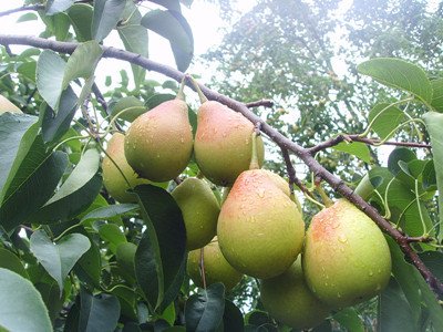 鐵梨寨果是什么鐵梨寨果的藥用功效-易網健康<a href=http://www.gyfww.com/jkys/ target=_blank class=infotextkey>養生</a>網 鐵梨寨果是什么鐵梨寨果的藥用功效