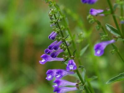 半枝蓮的功效服用半枝蓮傷肝臟嗎