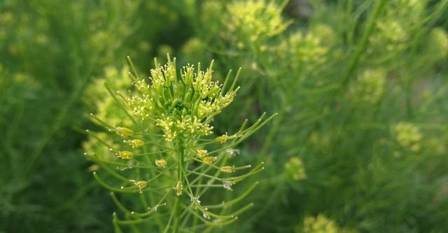 米米蒿的營養(yǎng)以及米米蒿的藥用價(jià)值-易網(wǎng)健康<a href=http://www.gyfww.com/jkys/ target=_blank class=infotextkey>養(yǎng)生</a>網(wǎng) 米米蒿的營養(yǎng)以及米米蒿的藥用價(jià)值