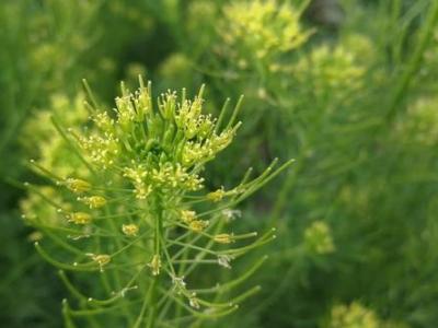 米米蒿的營養(yǎng)以及米米蒿的藥用價(jià)值