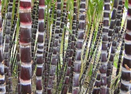 吃甘蔗中毒了身體有哪一些癥狀