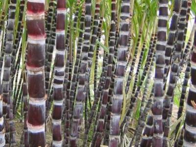 吃甘蔗中毒了身體有哪一些癥狀