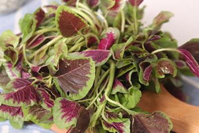 營養成分與美味可口紅莧菜飲食搭配相沖解釋